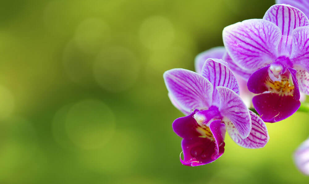 Flores para Velório