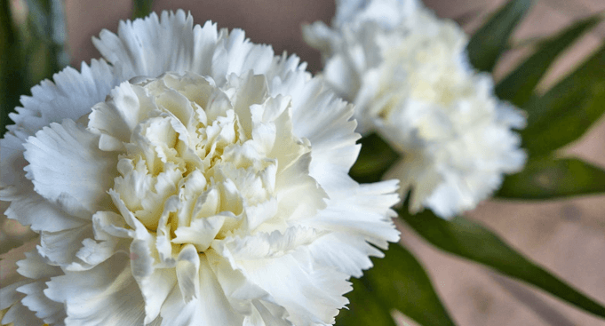 Flores para Velório