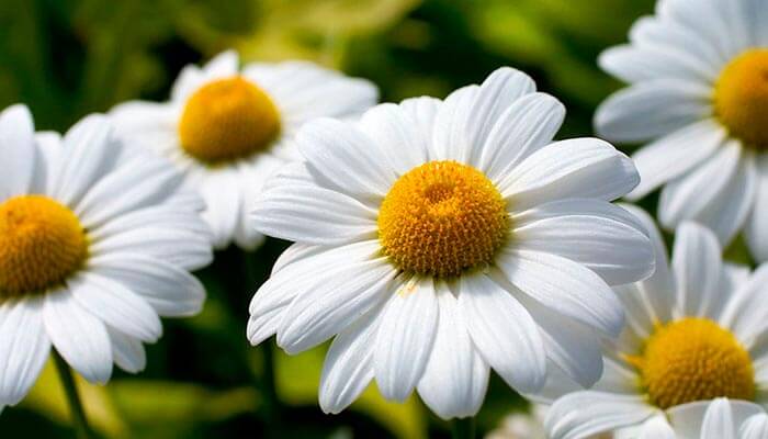 Flores para Velório