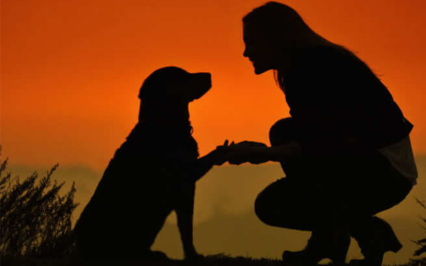 CREMAÇÃO DE ANIMAIS CAPA