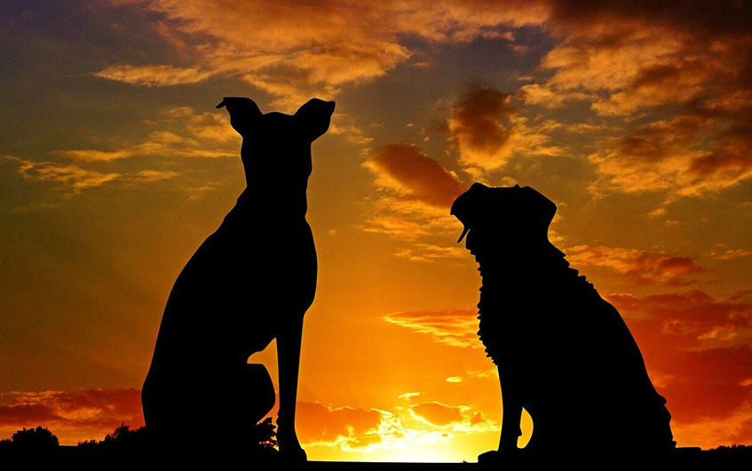 CREMAÇÃO DE ANIMAIS CAPA