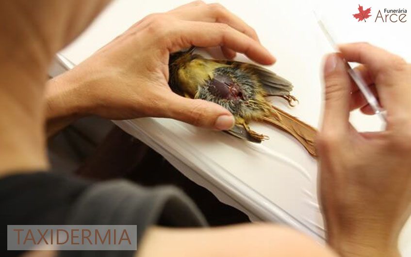 taxidermia