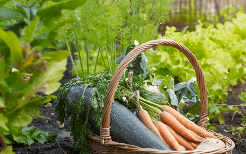 Colheita de legumes em horta doméstica